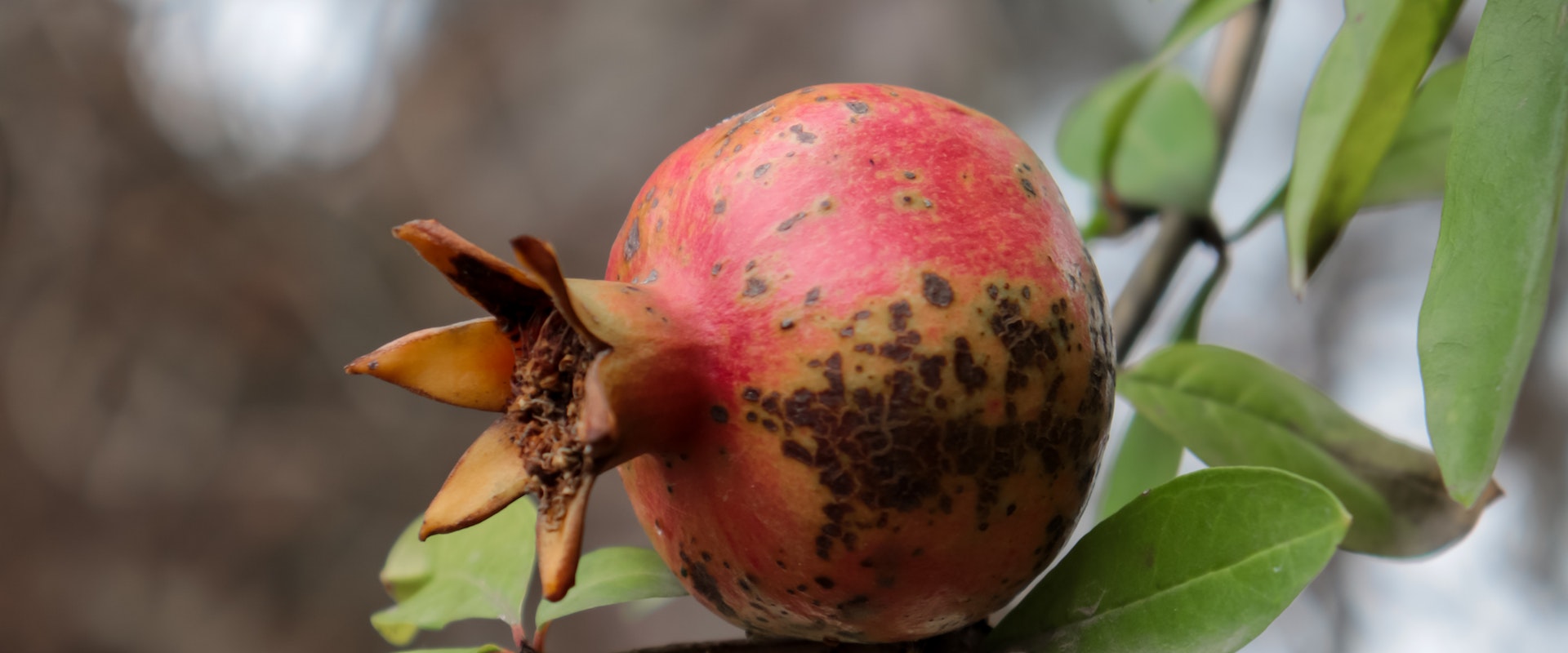 The Jewel of Health: Exploring the Benefits of Indian Pomegranates in the UAE